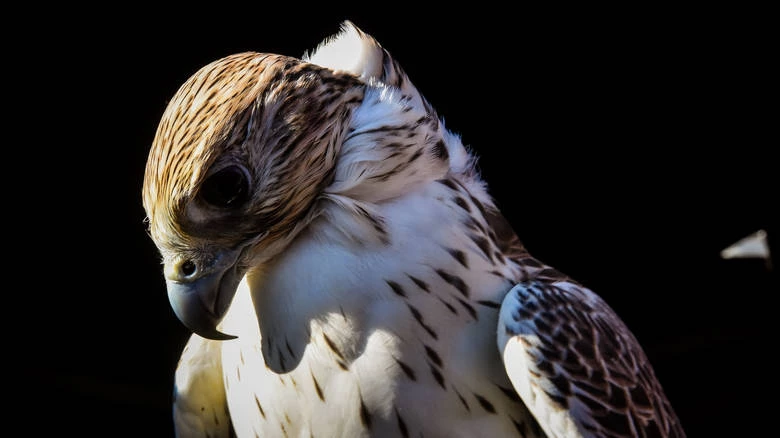 «Μπελάδες» έφερε στους αστυνομικούς στο Αγρίνιο ένα γεράκι – «εισβολέας»